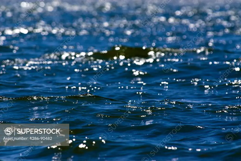 Waves ripple accross windswept blue lake, Big Pine Lake, Ottertail County, Minnesota, USA