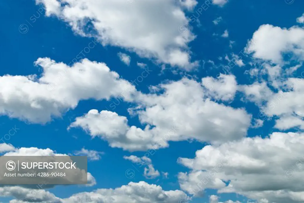 Cottony cumulus clouds in blue summer sky, Ottertail County, Minnesota, USA