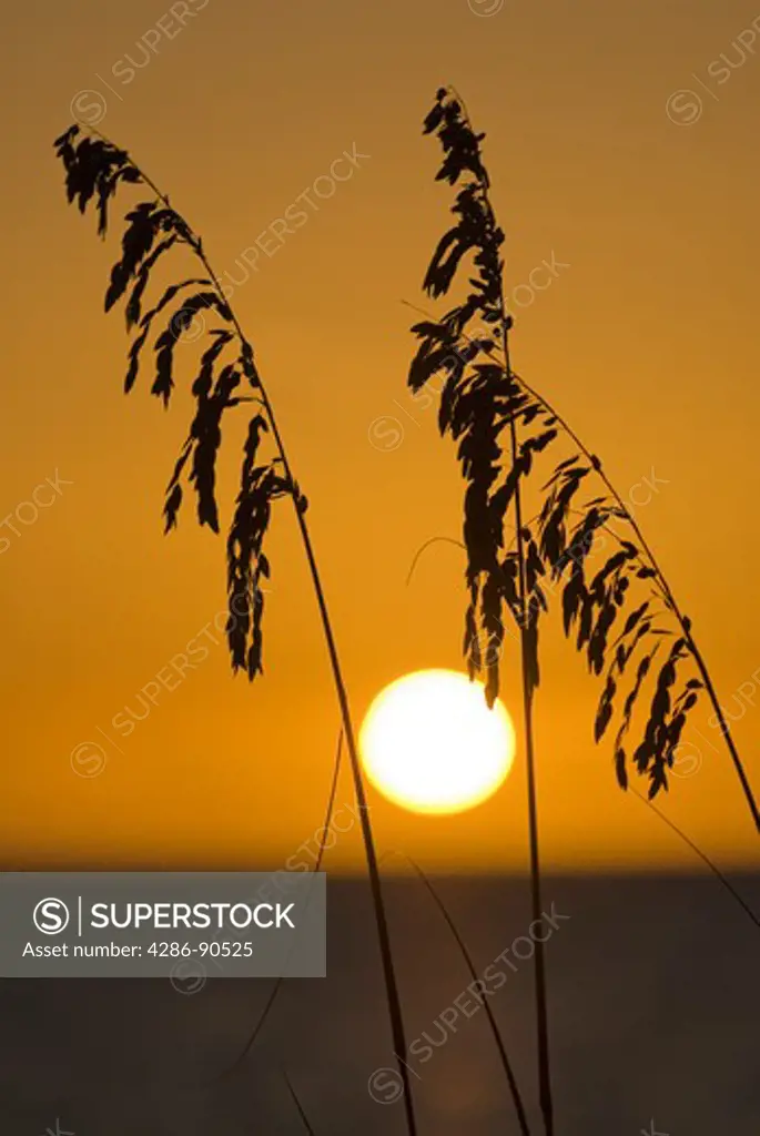 Sea oats silhouetted by setting sun over Gulf of Mexico, Cayo Costa State Park, Florida