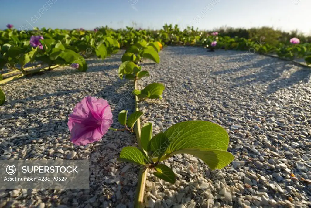 Railroad Vine tenaciously creeps along shell coverd sand dune, Cayo Costa State Park, Florida