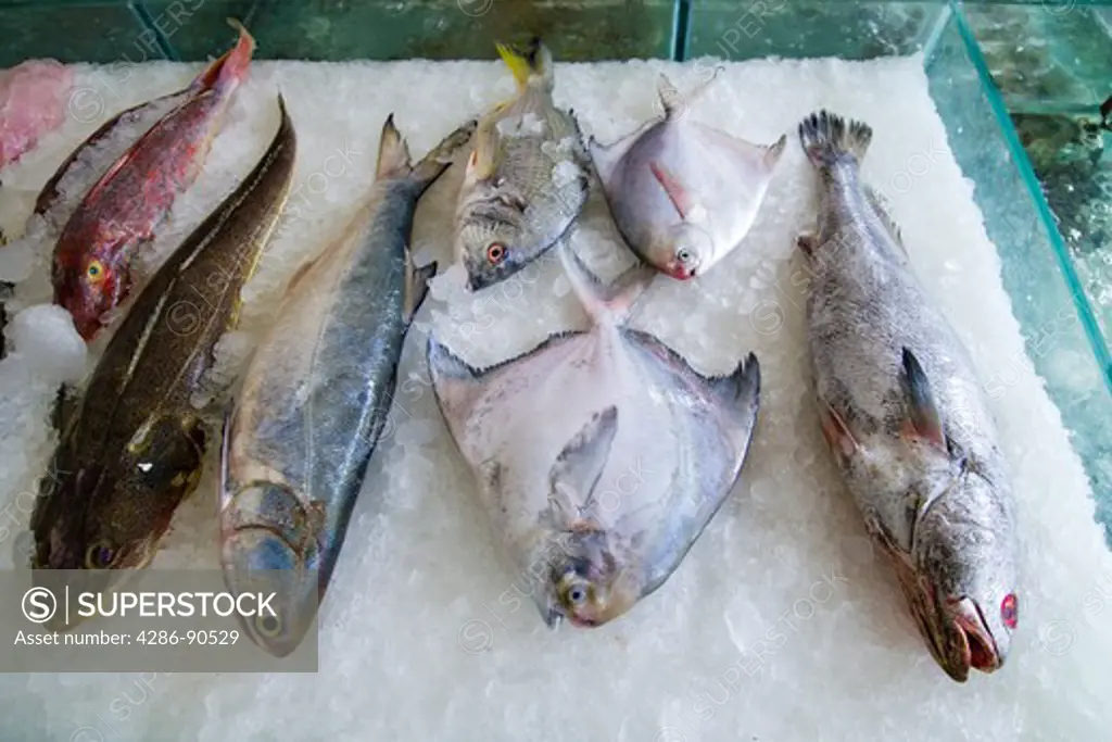 Fresh fish are displayed in resaurant window, Quanzhou, Fujian Province, China