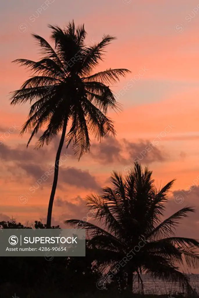 Beach side palm trees frame tropical sunrise, Bahia Honda State Park, Florida Keys, Florida