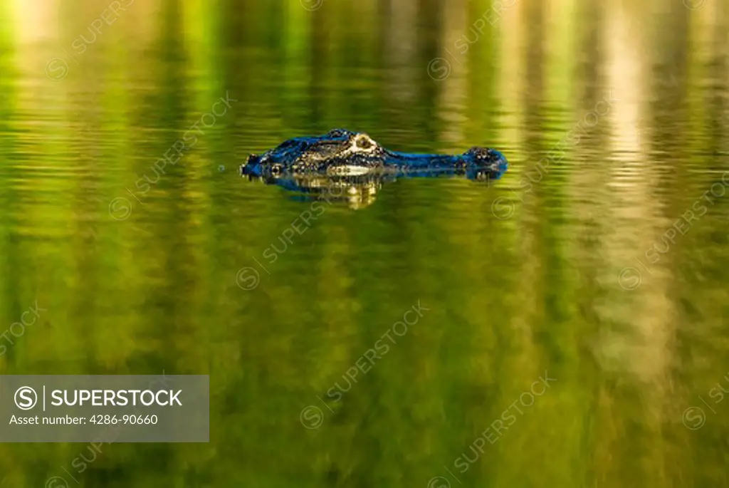 American Alligator swims across sunny pond, Everglades National Park, Florida 