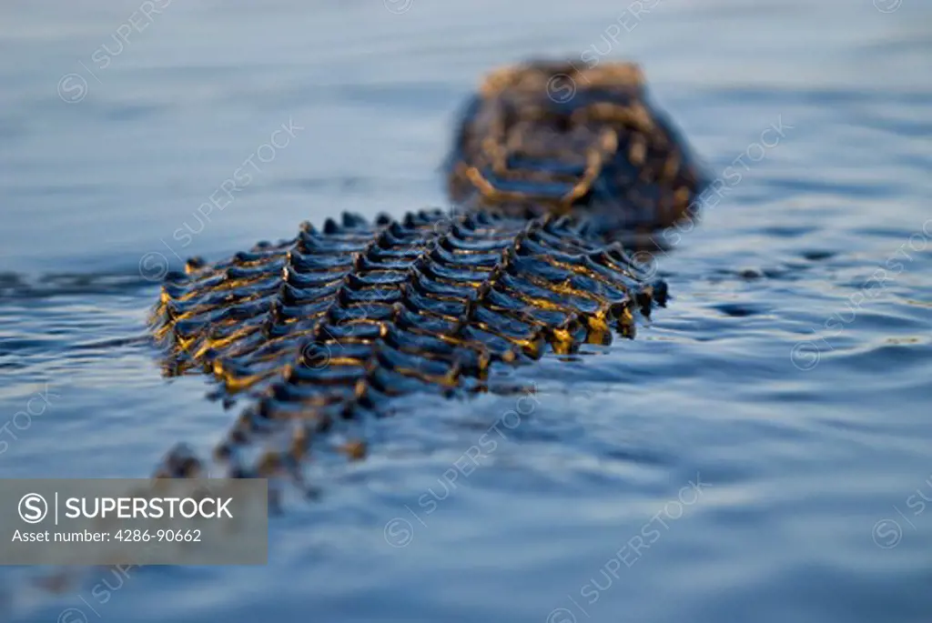 American Alligator swims across sunny pond, Everglades National Park, Florida