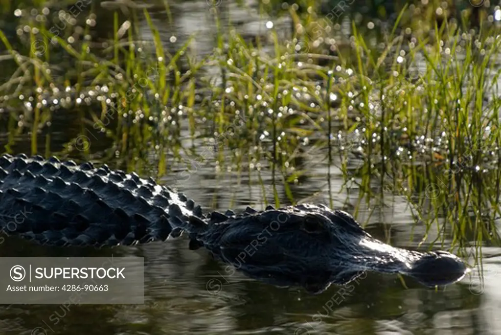 American Alligator soaks up sunlight at edge of pond, Everglades National Park, Florida