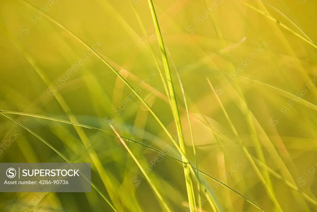 Rising sun highlights grass covered sand dunes, Bahia Honda State Park, Florida Keys, Florida