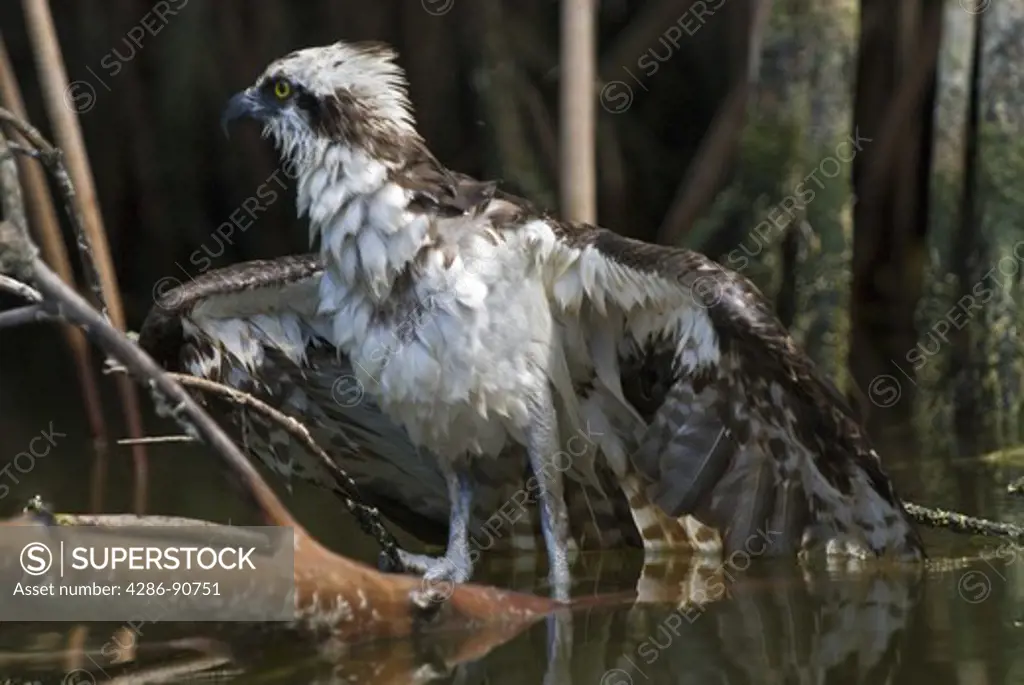 Soaking wet fledgling osprey clings to mangrove trees after falling during flight, Everglades National Park, Florida