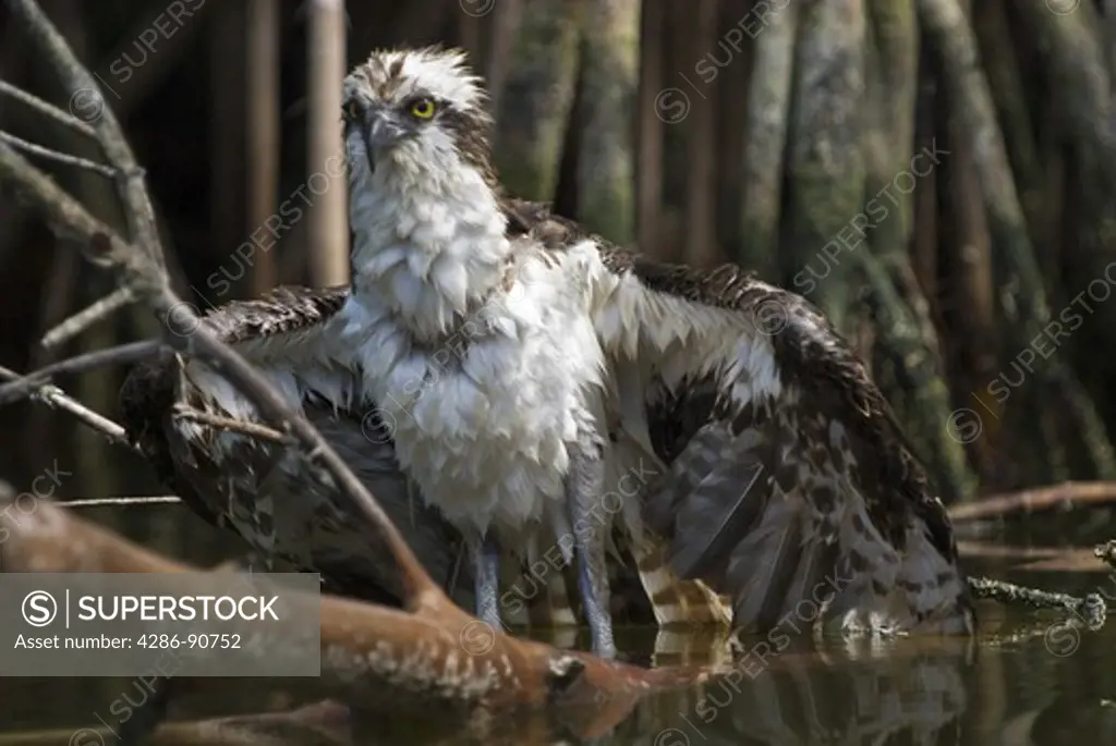 Soaking wet fledgling osprey clings to mangrove trees after falling during flight, Everglades National Park, Florida