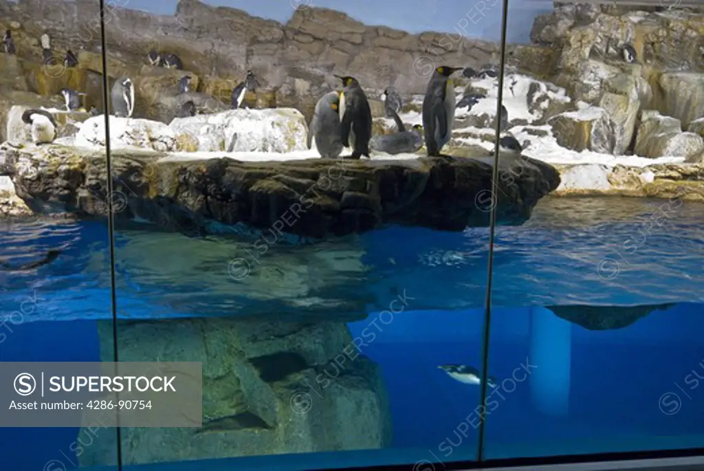 Penguins above and below water at indoor arctic region display, Sea World, Orlando, Florida