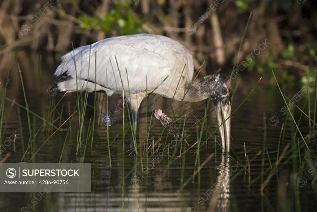 Wood Stork feeds in shallow water of pond, Everglades National Park, Florida