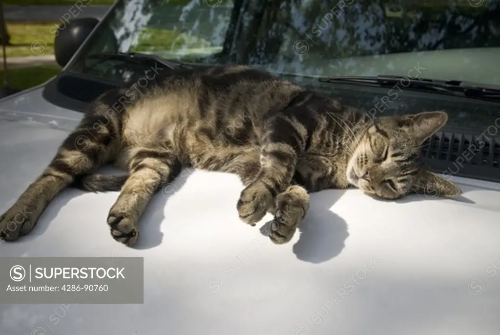 Napping cat casts shadow in sunny spot atop car, Miami, Florida
