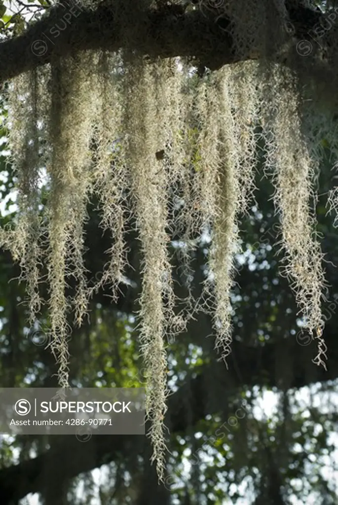 Spanish Moss hangs from Southern Live Oak tree at sunset, Lake Kissimmee State Ppark, Florida