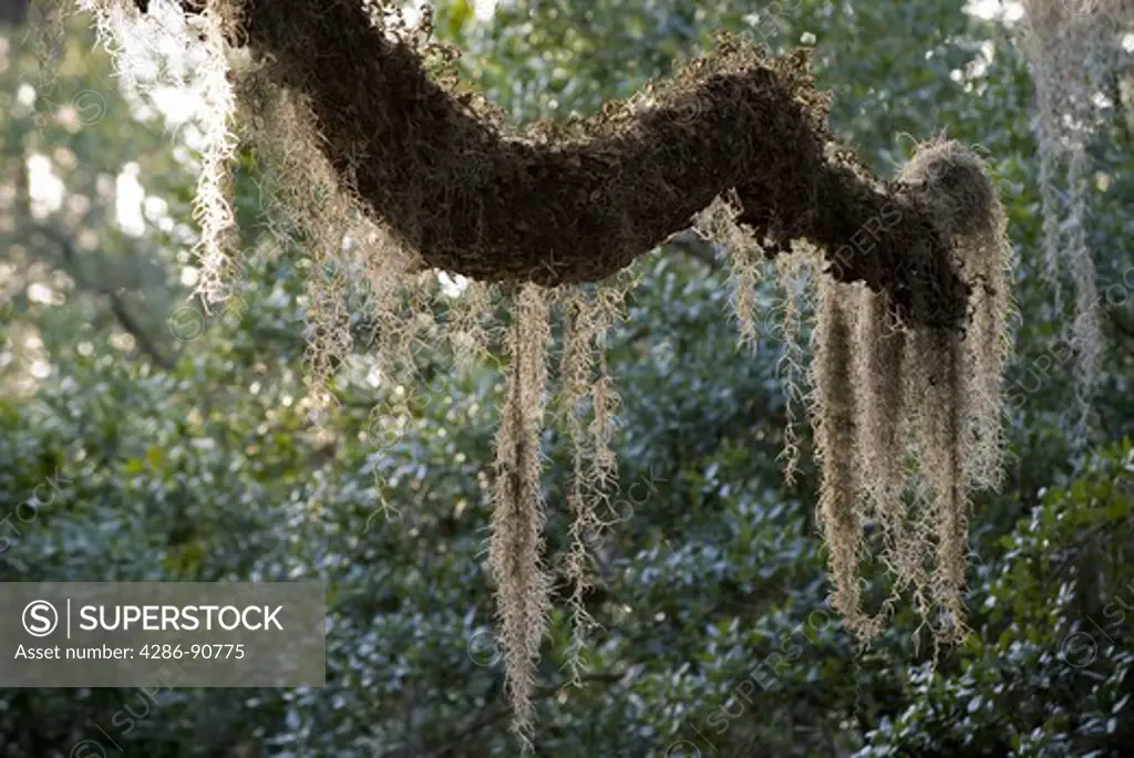 Spanish Moss hangs from Southern Live Oak tree at sunset, Lake Kissimmee State Ppark, Florida