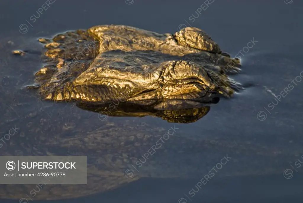 American Alligator soaks up sunlight at edge of pond, Everglades National Park, Florida