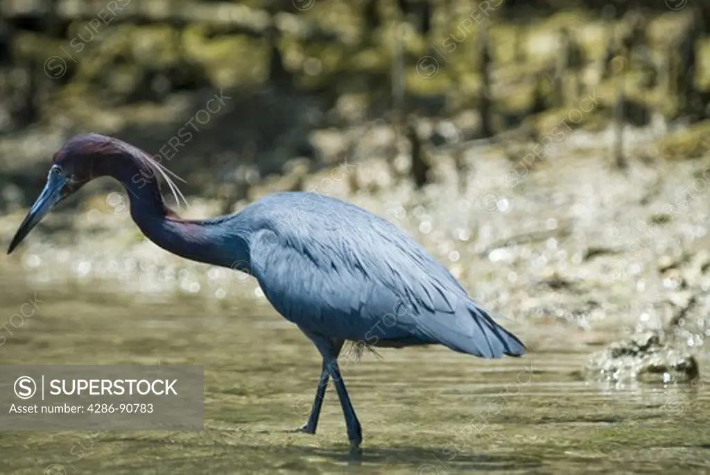 Little Blue Heron with breeding plumage hunts for fish in saltwater, Oleta River State Park, Miami, Florida