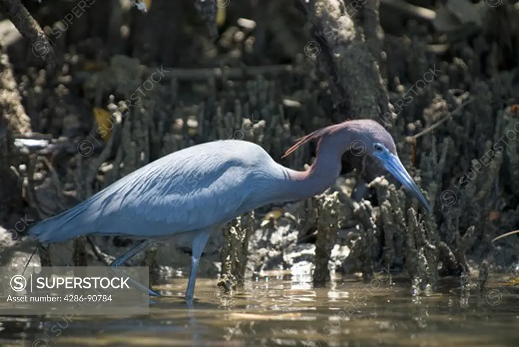 Little Blue Heron with breeding plumage hunts for fish in saltwater, Oleta River State Park, Miami, Florida