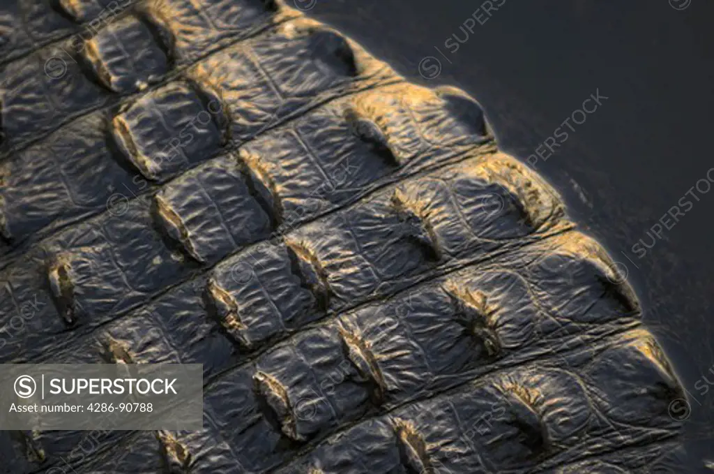 American Alliagator's scales on leathery back, Everglades National Park, Florida