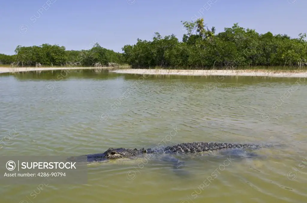 American Alligator swims in dry season shallow pond surrounded by mangrove trees, Everglades National Park, Florida