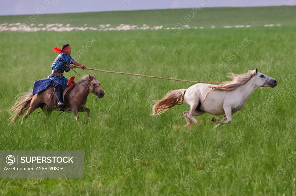 Grasslands herdsman on horseback catches horse with rope and pole urga, Xilinhot, Inner Mongolia, China