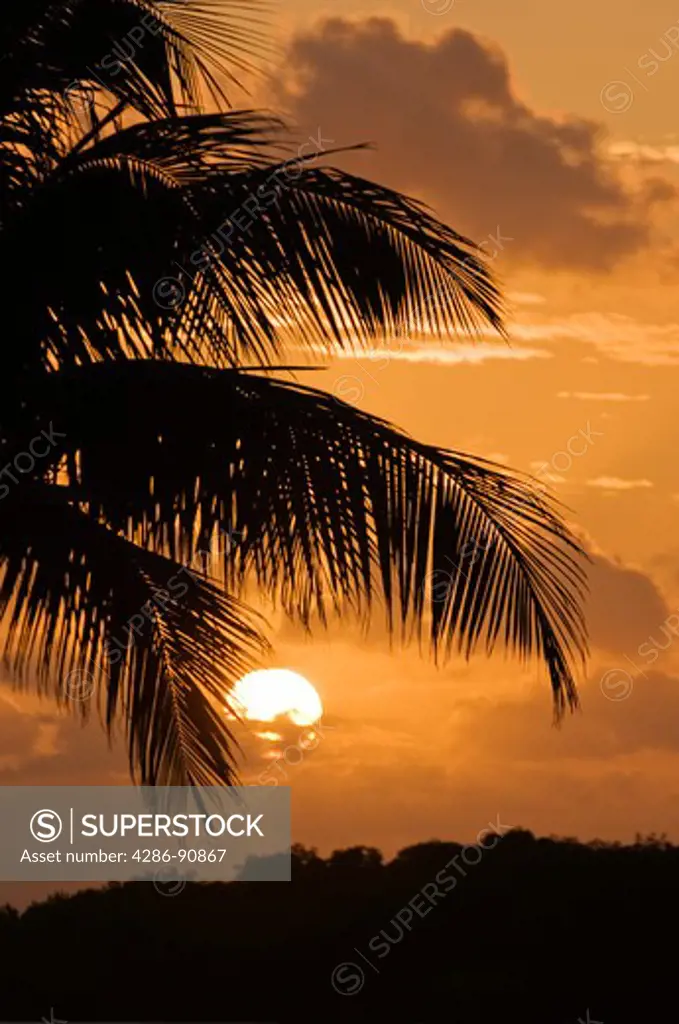 Sunset over mangrove island, Marathon Key, Florida Keys, Florida