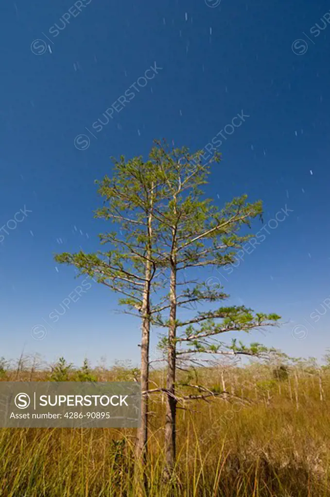 Time exposure under full moon captures star trails above bald cypress forest in sawgrass prairie, Everglades National Park, Florida
