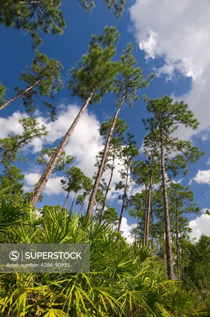 Slash pine towering above ground hugging Saw Palmetto form rimrock ecosystem, Long Pine Key area, Everglades National Park, Florida