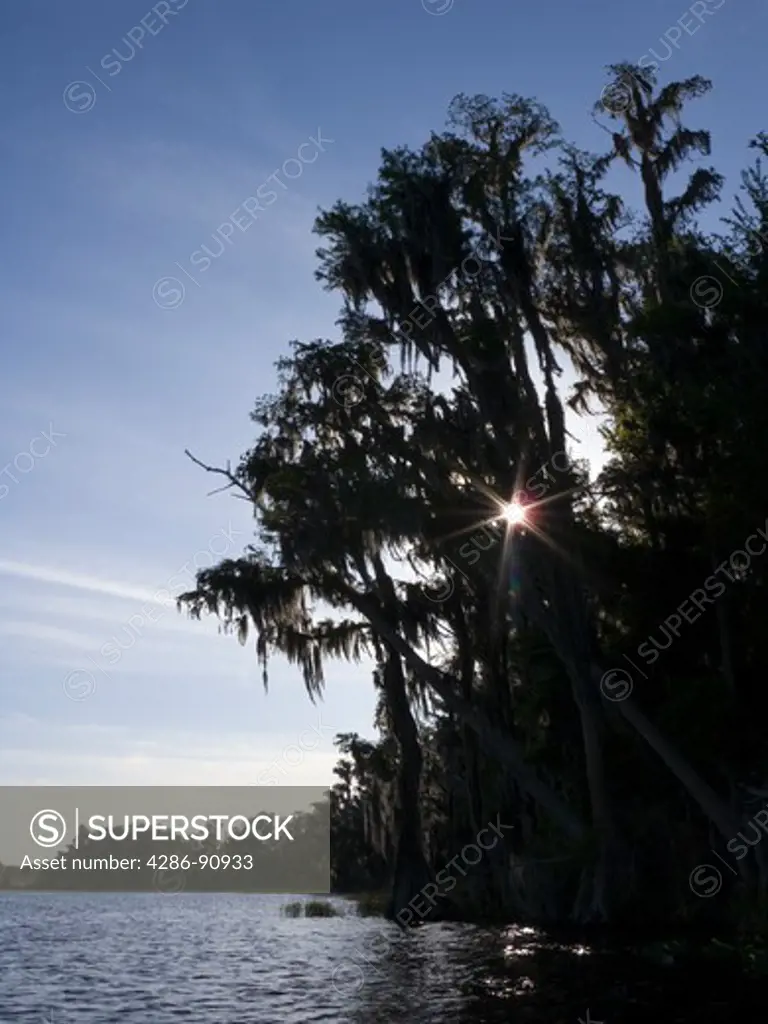 Bald Cypress trees draped with Spanish Moss along shore, Lake Louisa State Park, Clermont, Florida