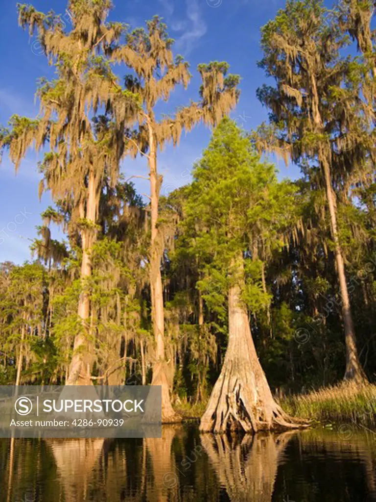 Bald Cypress trees draped with Spanish Moss along shore, Lake Louisa State Park, Clermont, Florida