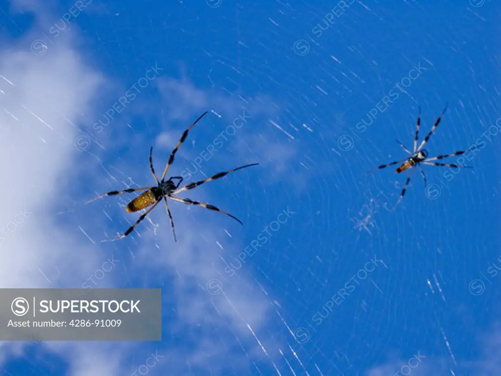 Golden Silk Spiders wait in web for meal on tropical island in Biscayne Bay, Miami, Florida, USA
