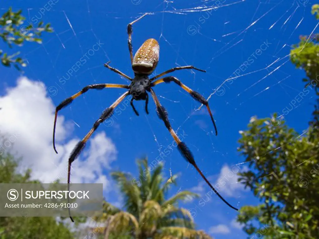 Golden Silk Spider waits in web for meal on tropical island in Biscayne Bay, Miami, Florida, USA