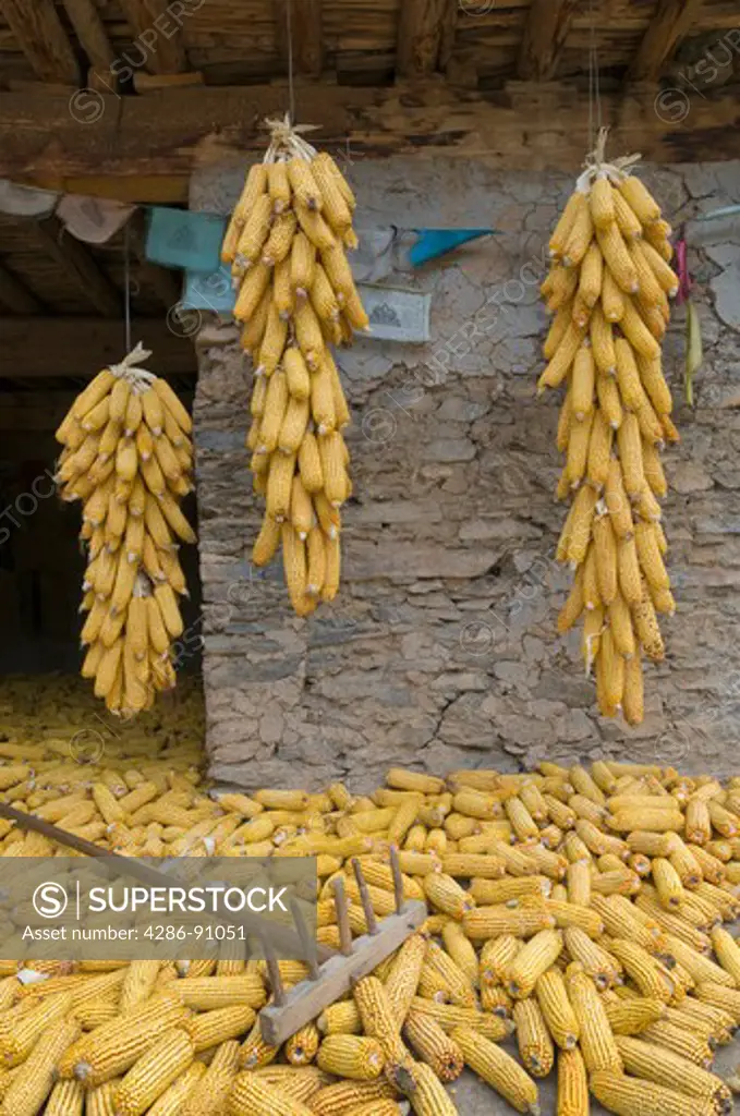 Corn hangs to dry on rooftop of ethnic Tibetan Dong Po family, Zhonglu, Sichuan Porvince, China