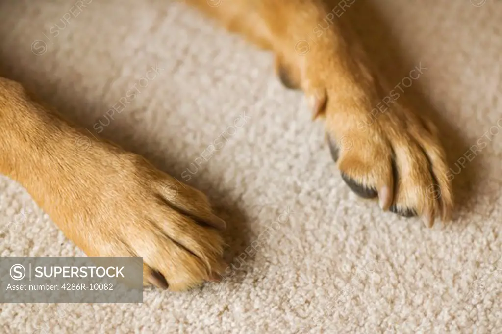 Labrador dog paws  PR-0421