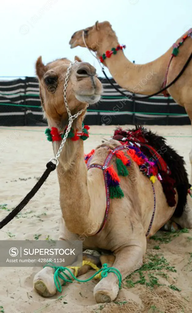 Two camels, saddled and adorned in the traditional Arab style, at a cultural event in Doha, Qatar, Arabia.