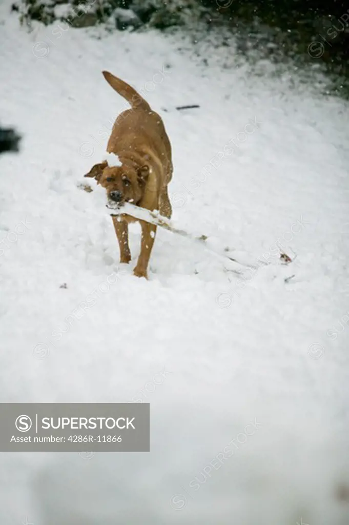 Labrador dog in snow.  PR-0504