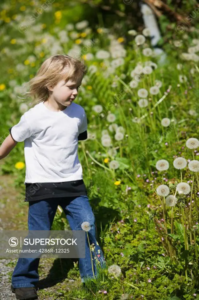 Young Girl Walking a Trail With Many Dandelions