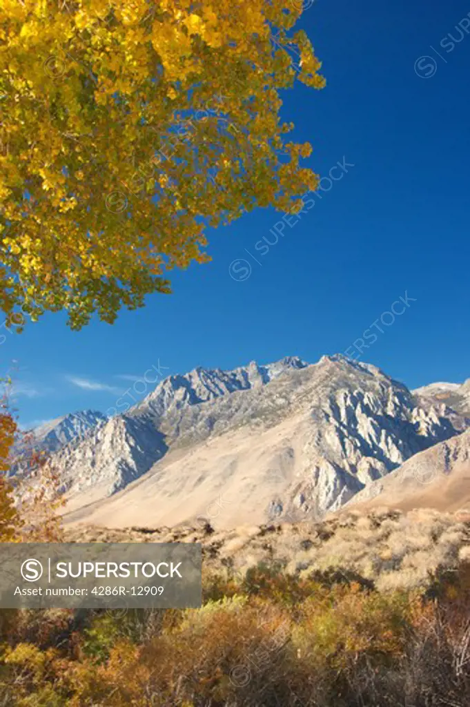 Beautiful Fall Aspens against dramatic backdrop of Sierra Nevada Mountains near Big Pine, California