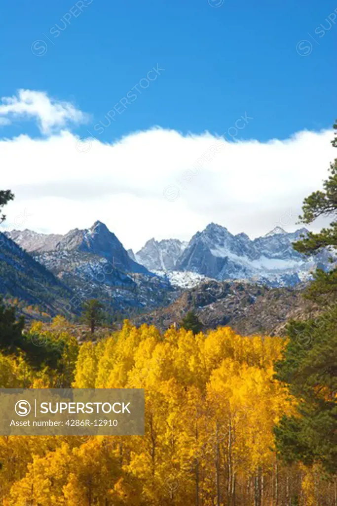 View of golden Aspens in front of the Sierra Nevada mountains from West of Big Pine, California