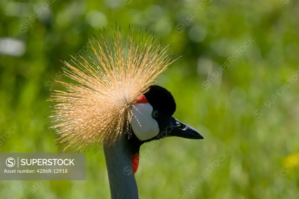 East African Crowned Crane, also known as Grey Crowned Crane