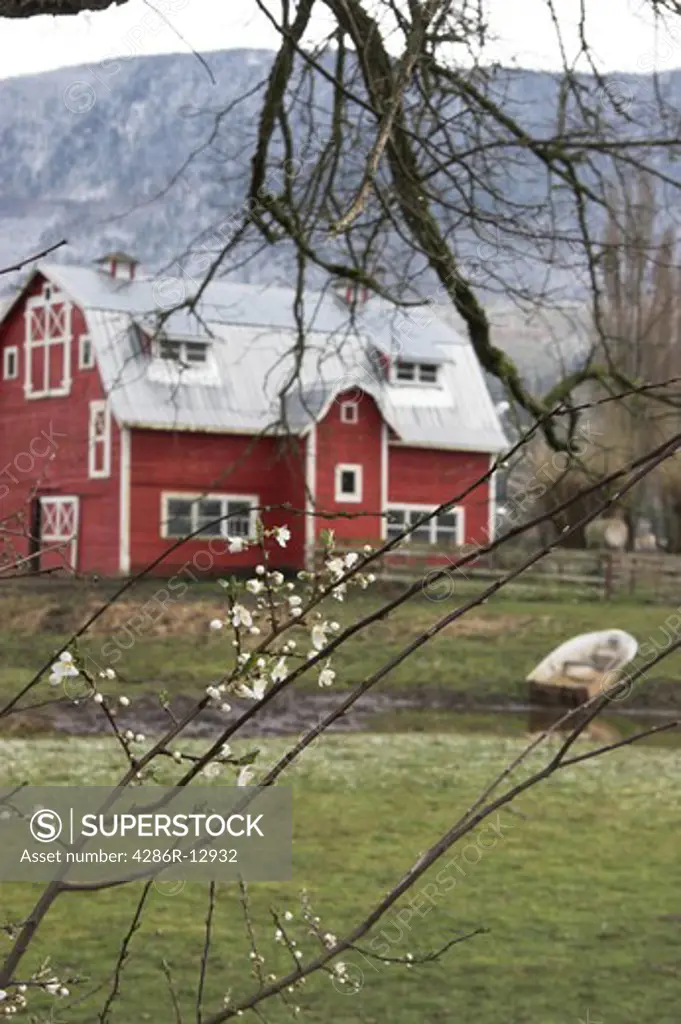 Spring blossoms flower in front of classic red barn, Fraser Valley BC