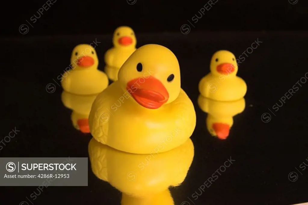 Family of rubber ducks reflected in water - black background