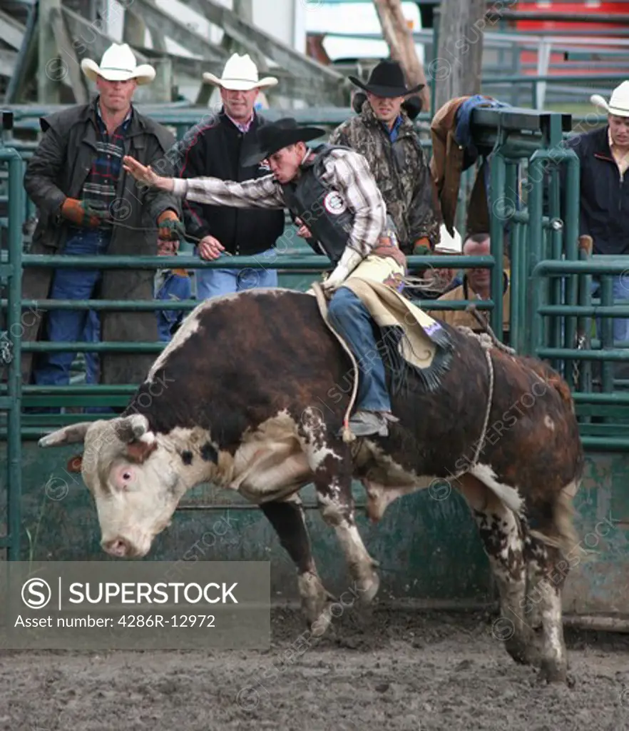 Bull rider Hanging On for Dear Life at a Small Town Rodeo