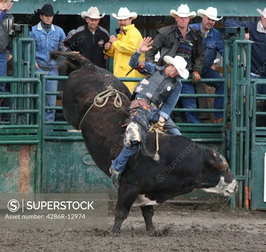Bull rider Hanging On Tight at Small Town Rodeo