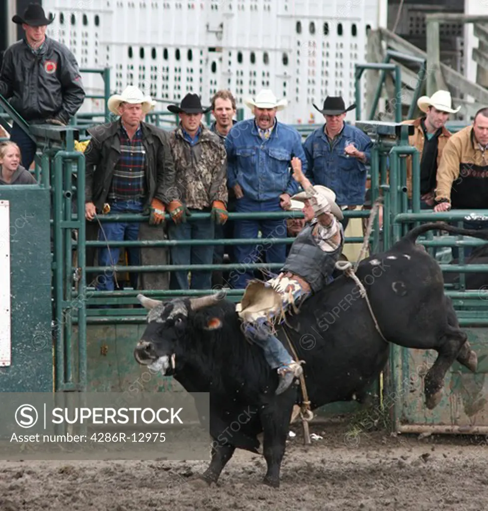 Bull rider Hanging On To Angry Bull at Small Town Rodeo