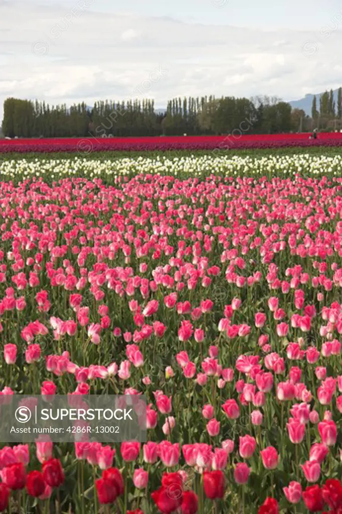 Multicolored tulip fields in bloom - Skagit Valley Washington