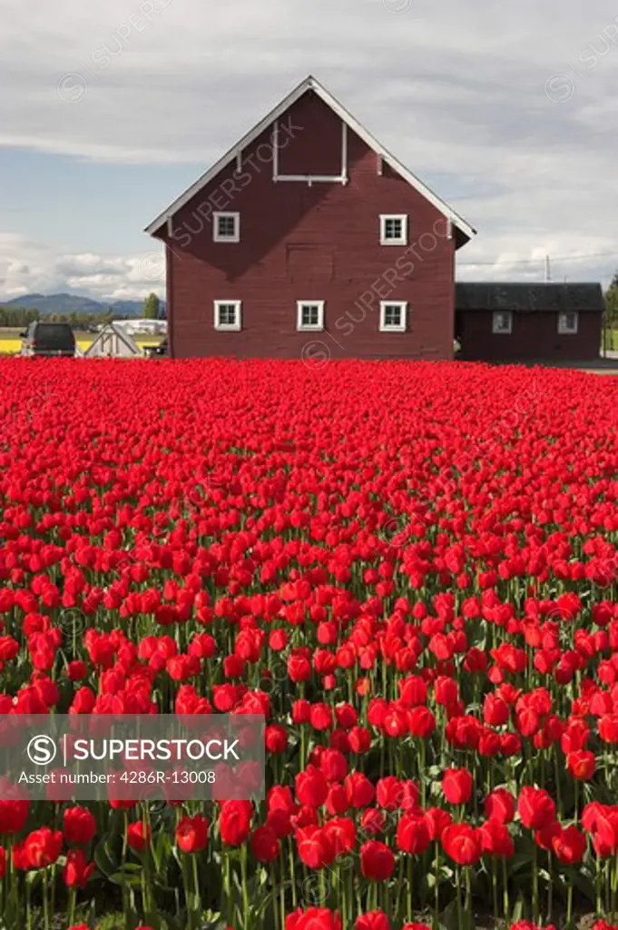 Red tulips in bloom with brownish barn behind - Skagit Valley Washington