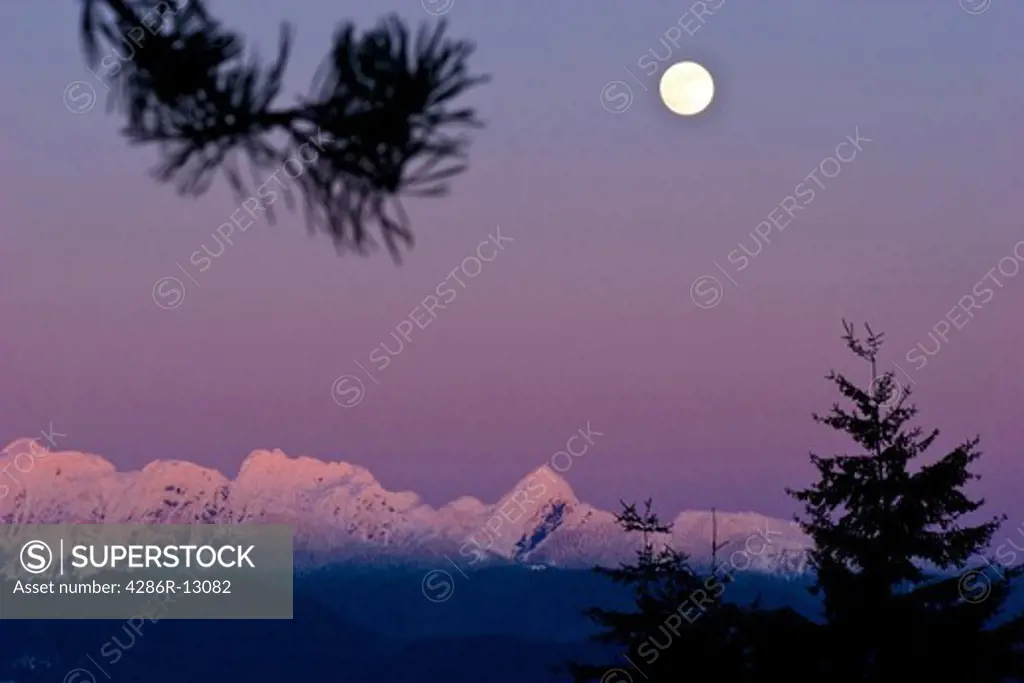 Moonrise over snow covered Golden Ears at dusk, from Port Coquitlam, BC, Canada. Pine tree branch silhouetted in foreground