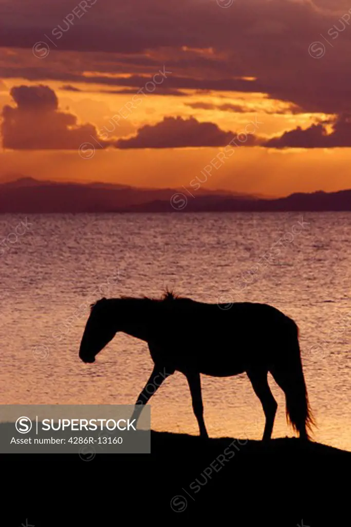 Silhouette of wild horse at sunset - Vieques Island on the beach, Puerto Rico