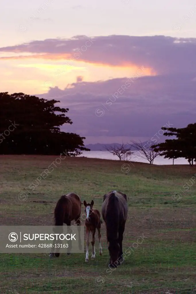 Wild mares and foal on Vieques Island at sunset, Puerto Rico