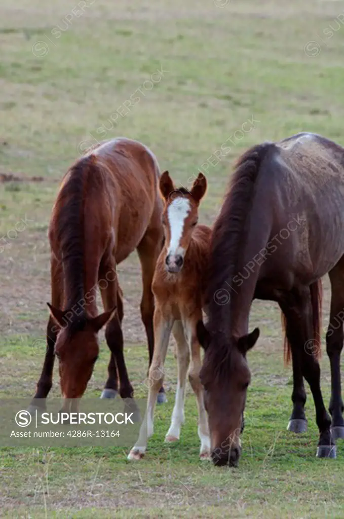 Wild horses - foal and two mares, Vieques Island, Puerto Rico