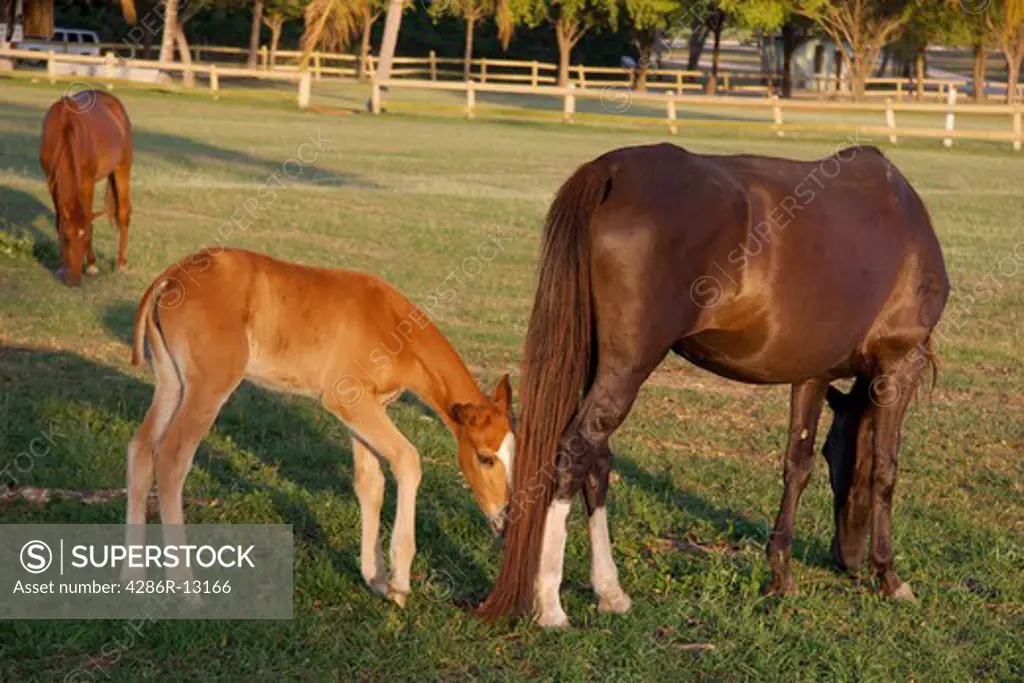 Foal and mare, fantastic light, near Sun Beach, Vieques Island, Puerto Rico